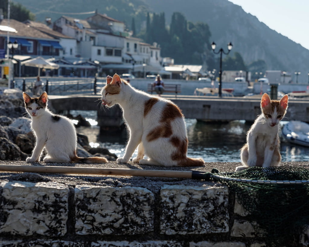 Cats at the docks