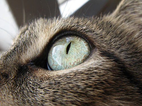 cat sight