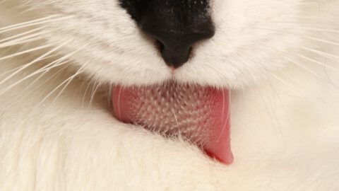 7 Facts About Cat Tongues