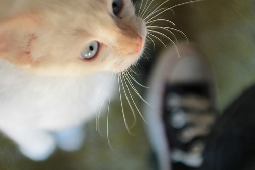 cat whisker length