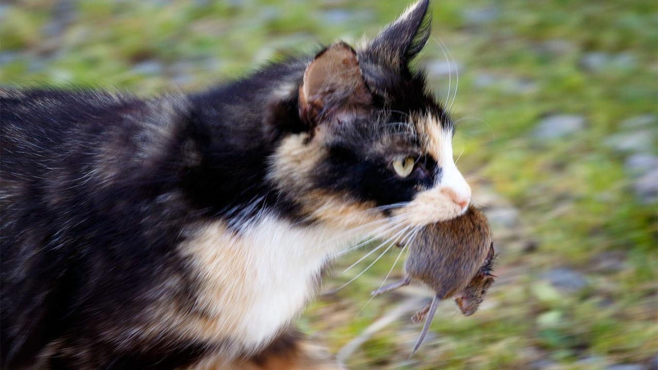 Why Does My Cat Bring Me Dead Animals? - Purrfect Love