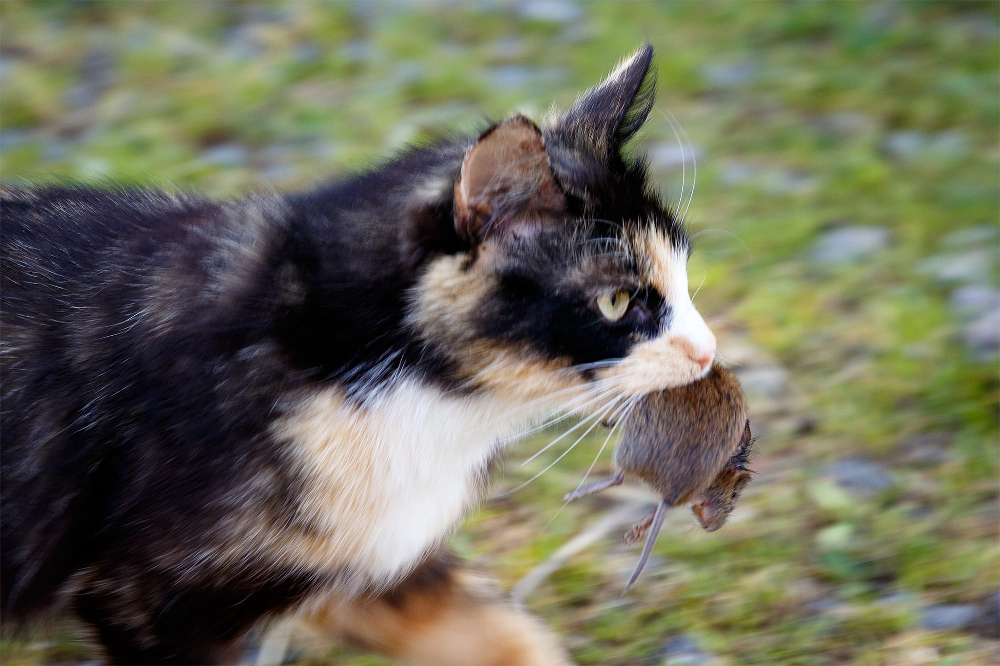 Why Does My Cat Bring Me Dead Animals? - Purrfect Love