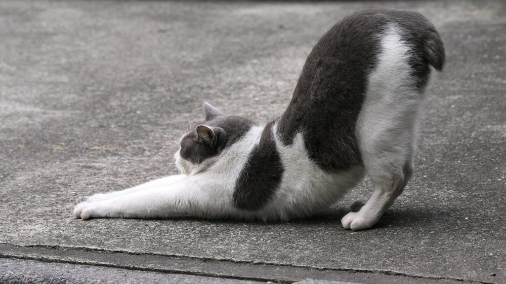 Why Do Cats Stick Their Butts in the Air? Purrfect Love