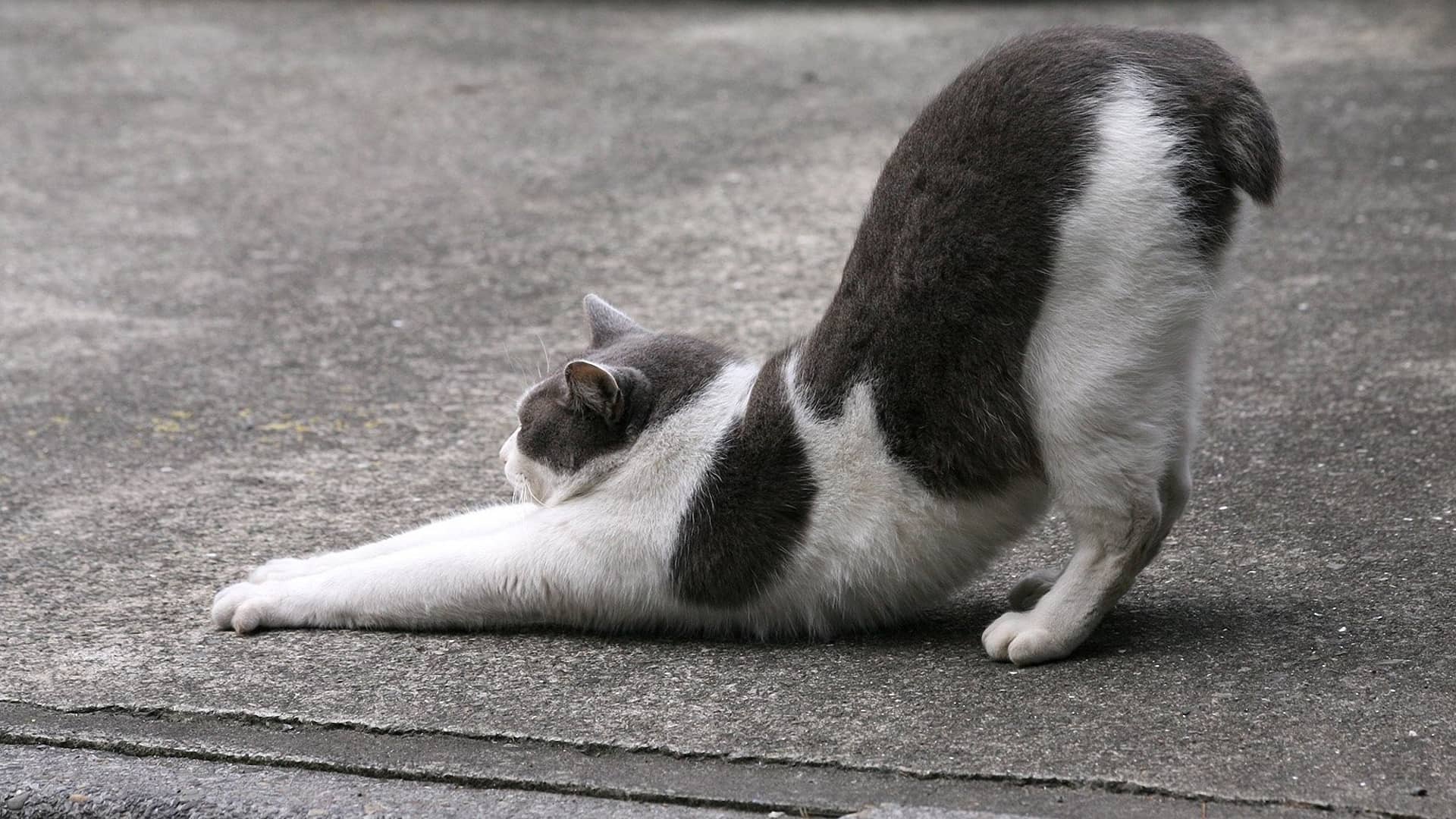 Cat butt