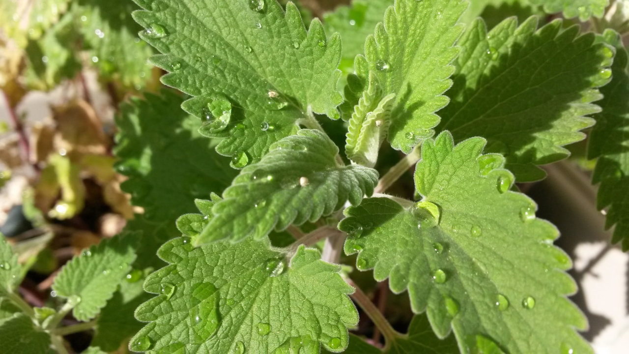 The Science Of Catnip Purrfect Love