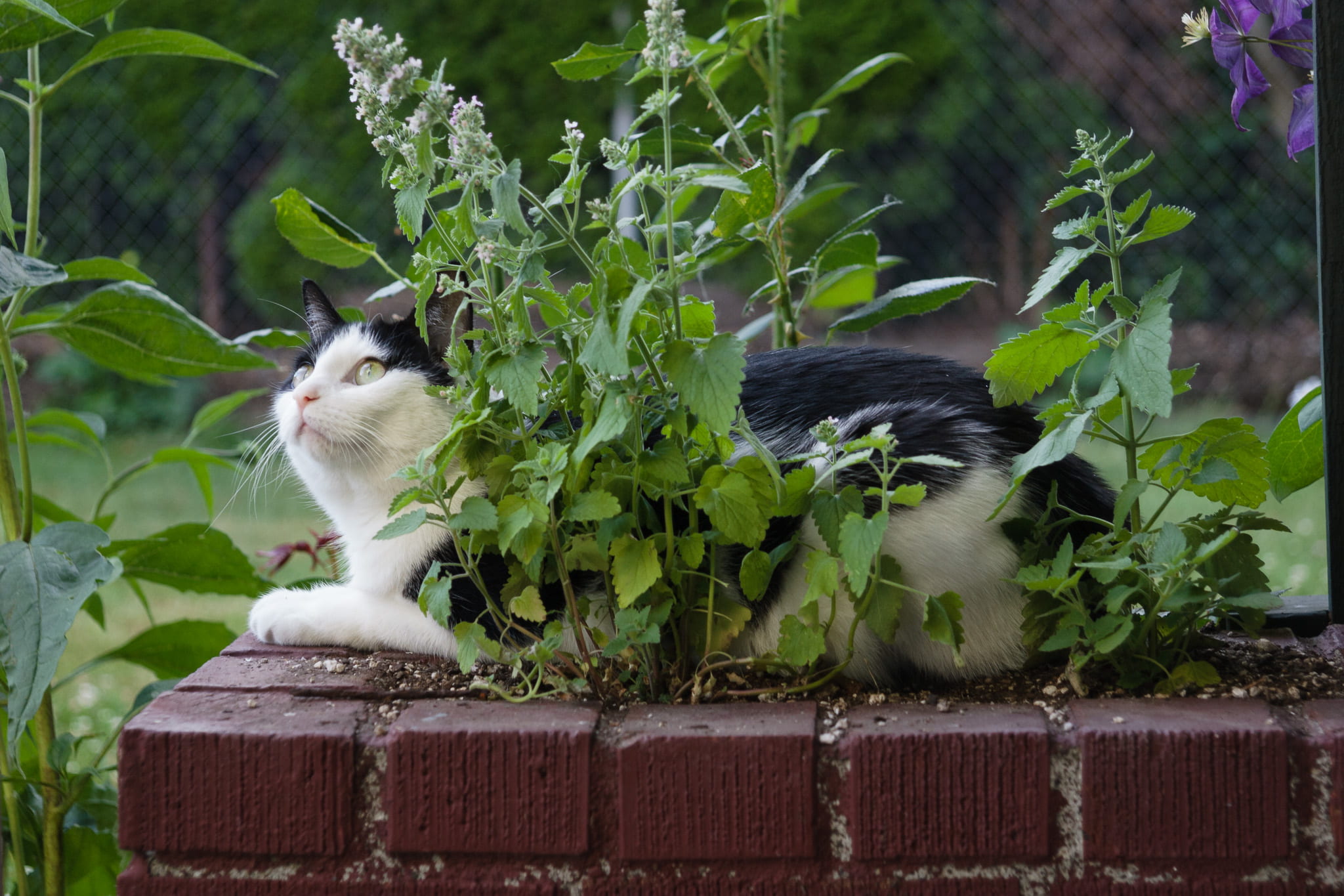 The Science of Catnip - Purrfect Love