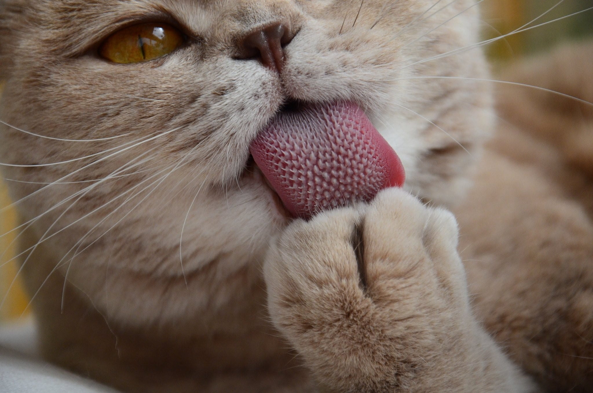 Image result for images of cats tongues