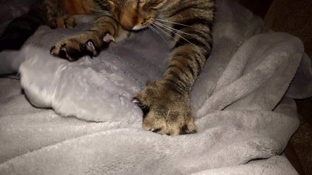 cat kneading on blanket