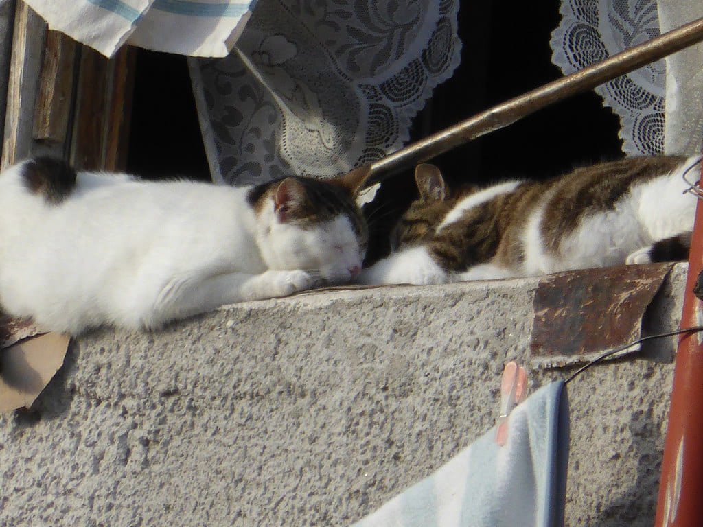 Cats sleeping on window