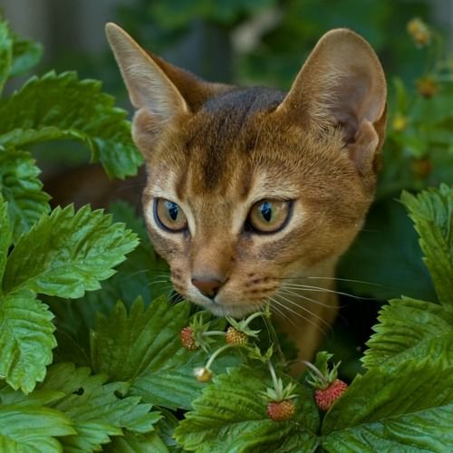 Abyssinian​ cat