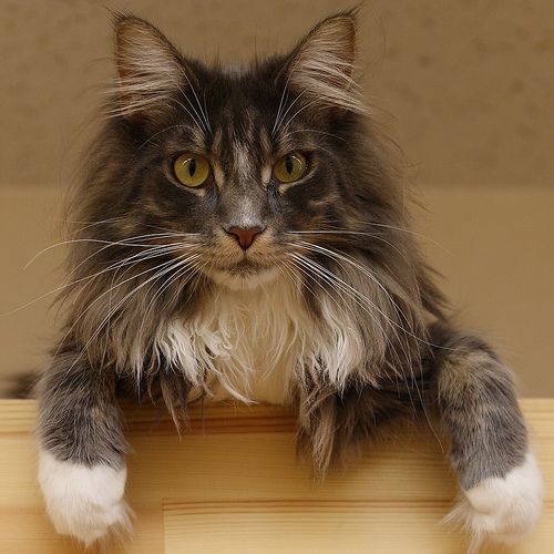 The Maine Coon