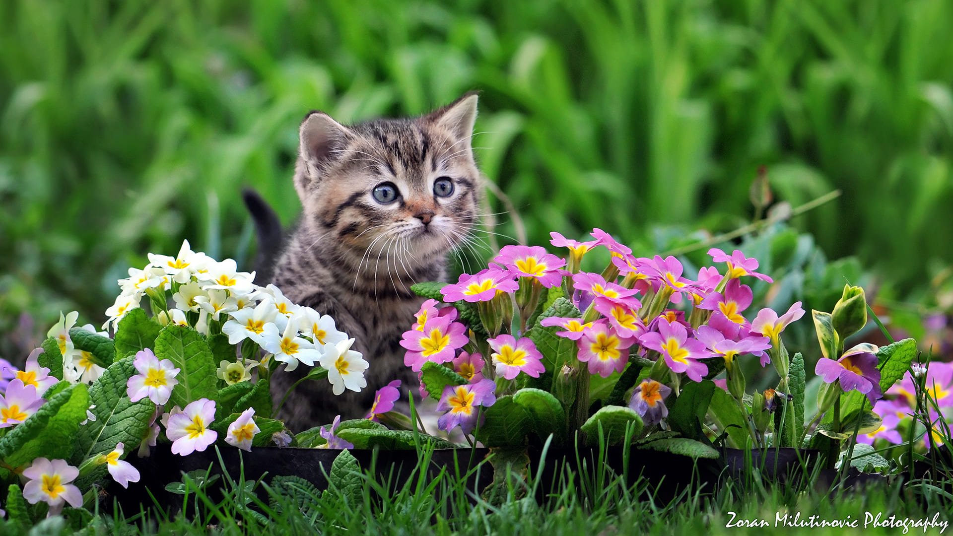 кошка цветы лето бесплатно
