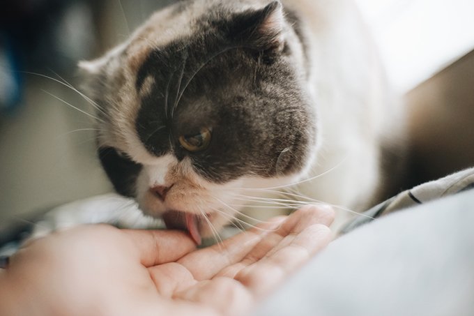 Why cats lick you