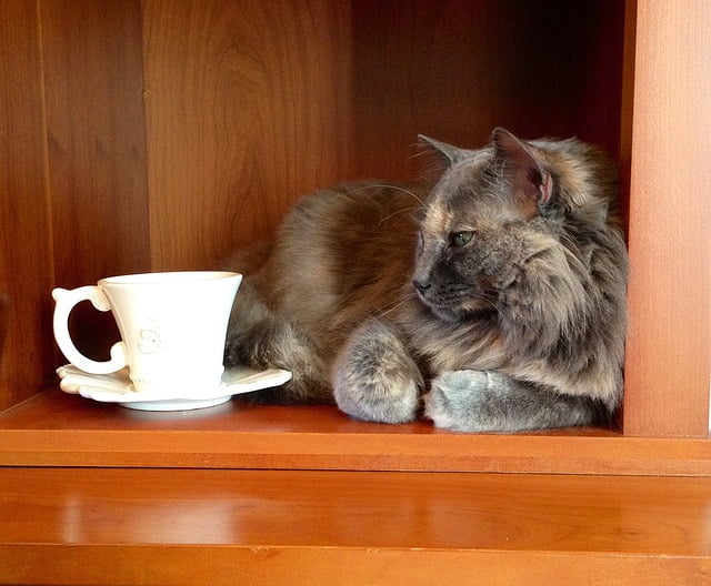 Cat with tea