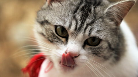 5 Reasons Your Cat Licks You