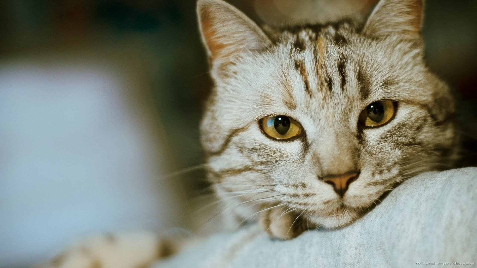 What To Do If My Cat Ate Rat Poison Purrfect Love