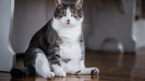 5 Tips to Help Your Cat Lose Weight