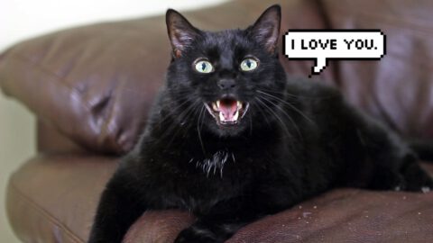 10 Ways Your Cat Says “I Love You”
