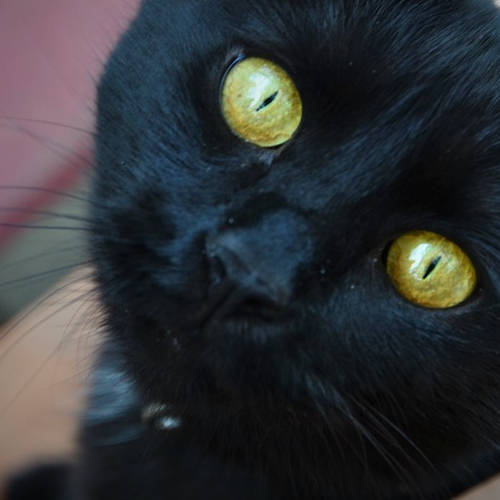 Black Cat Yellow Eyes