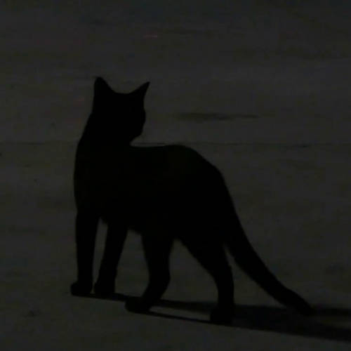 Black cat in darkness