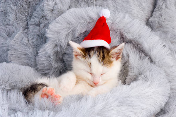 Kitten taking a nap santa hat