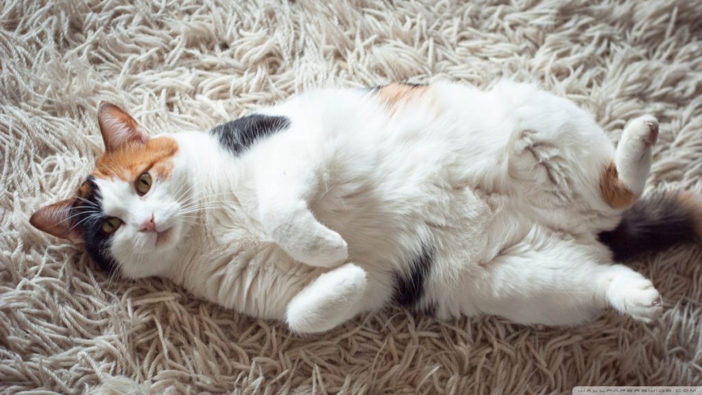 Common Questions About Cat S Purrfect Love Cat S