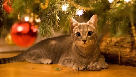 A Cat’s Guide to Christmas