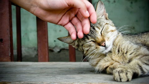 How to Earn a Cat’s Trust