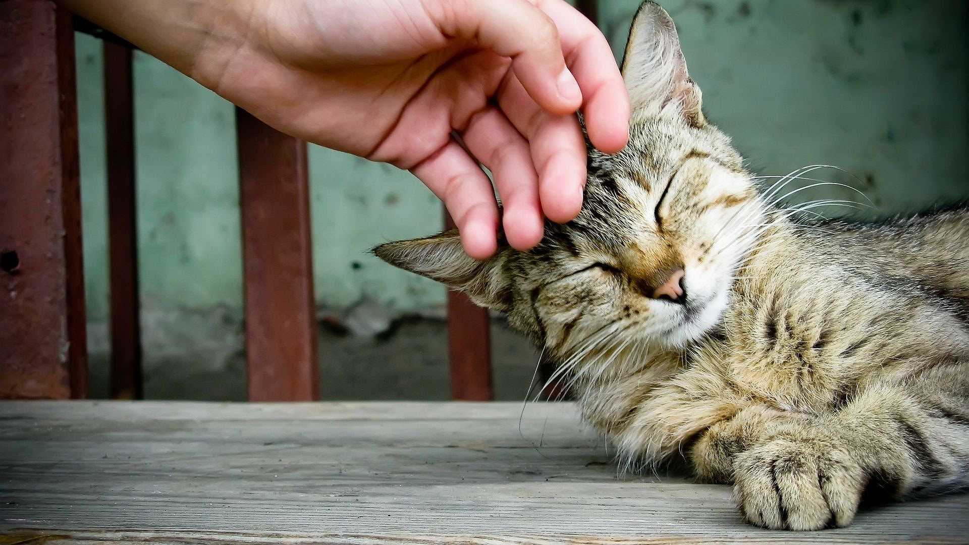 Happy cat