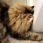 Download Head Pressing in Cats - Know The Difference - Purrfect Love