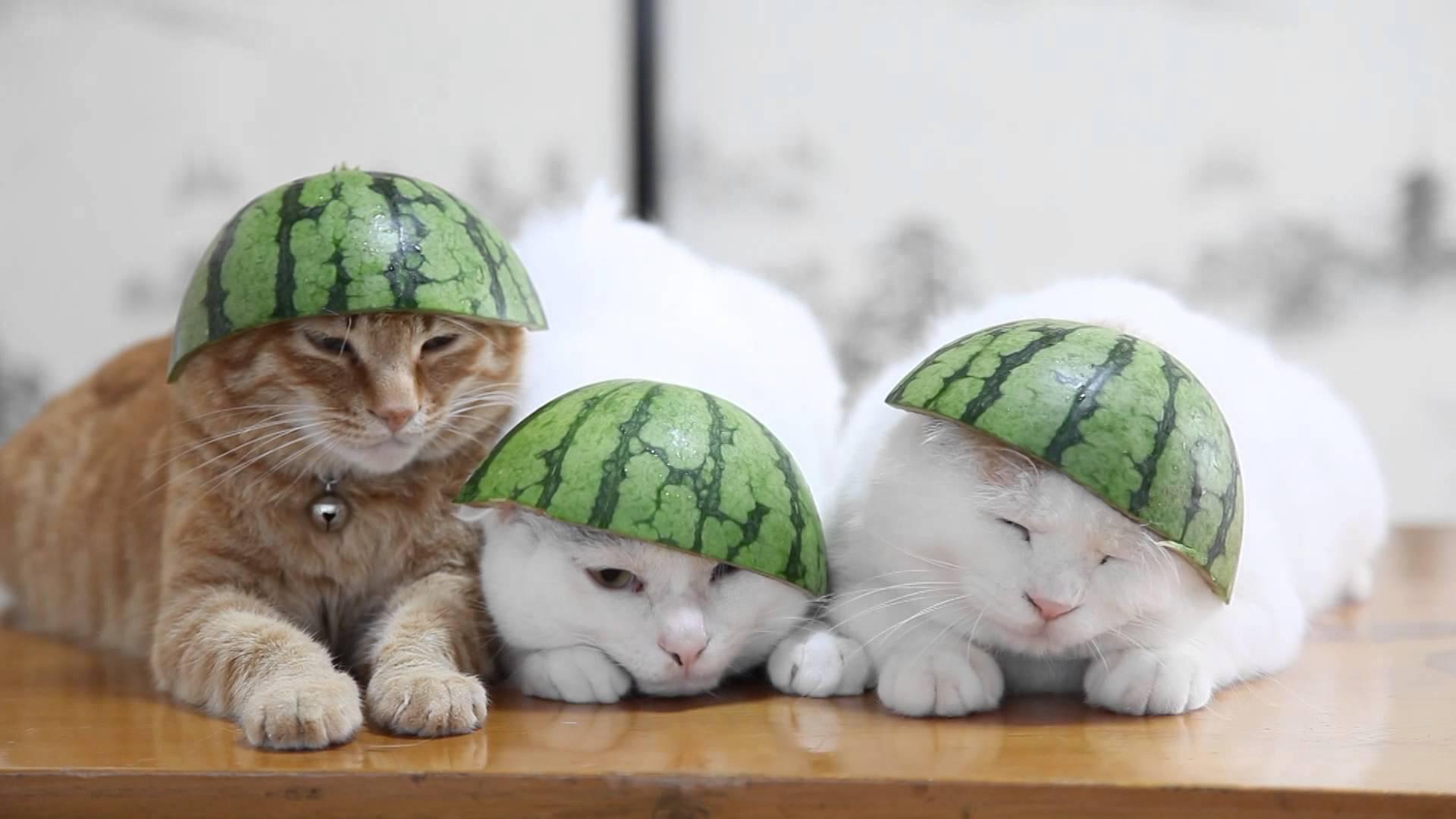 Watermelon cat