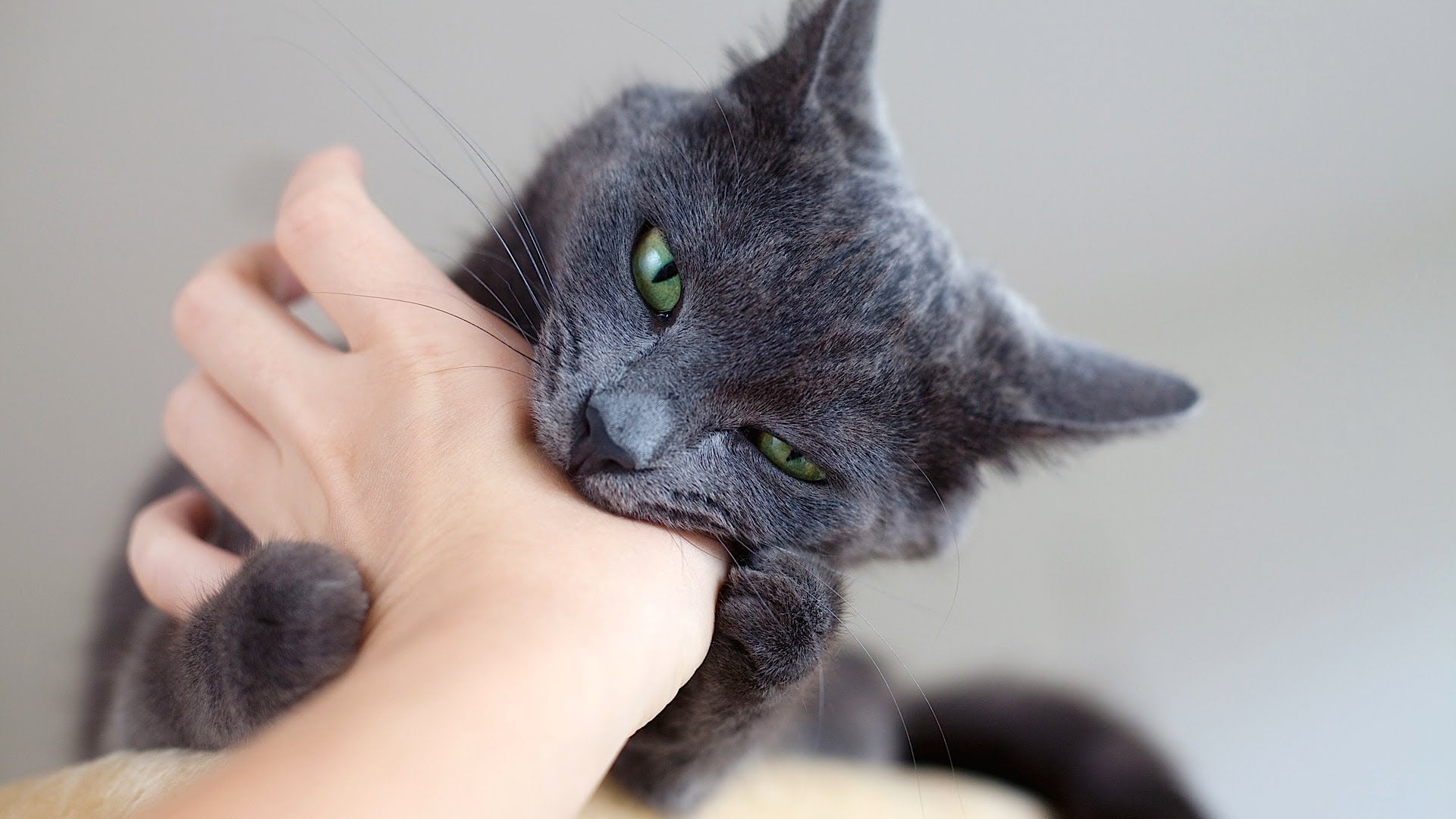 Cat biting hand