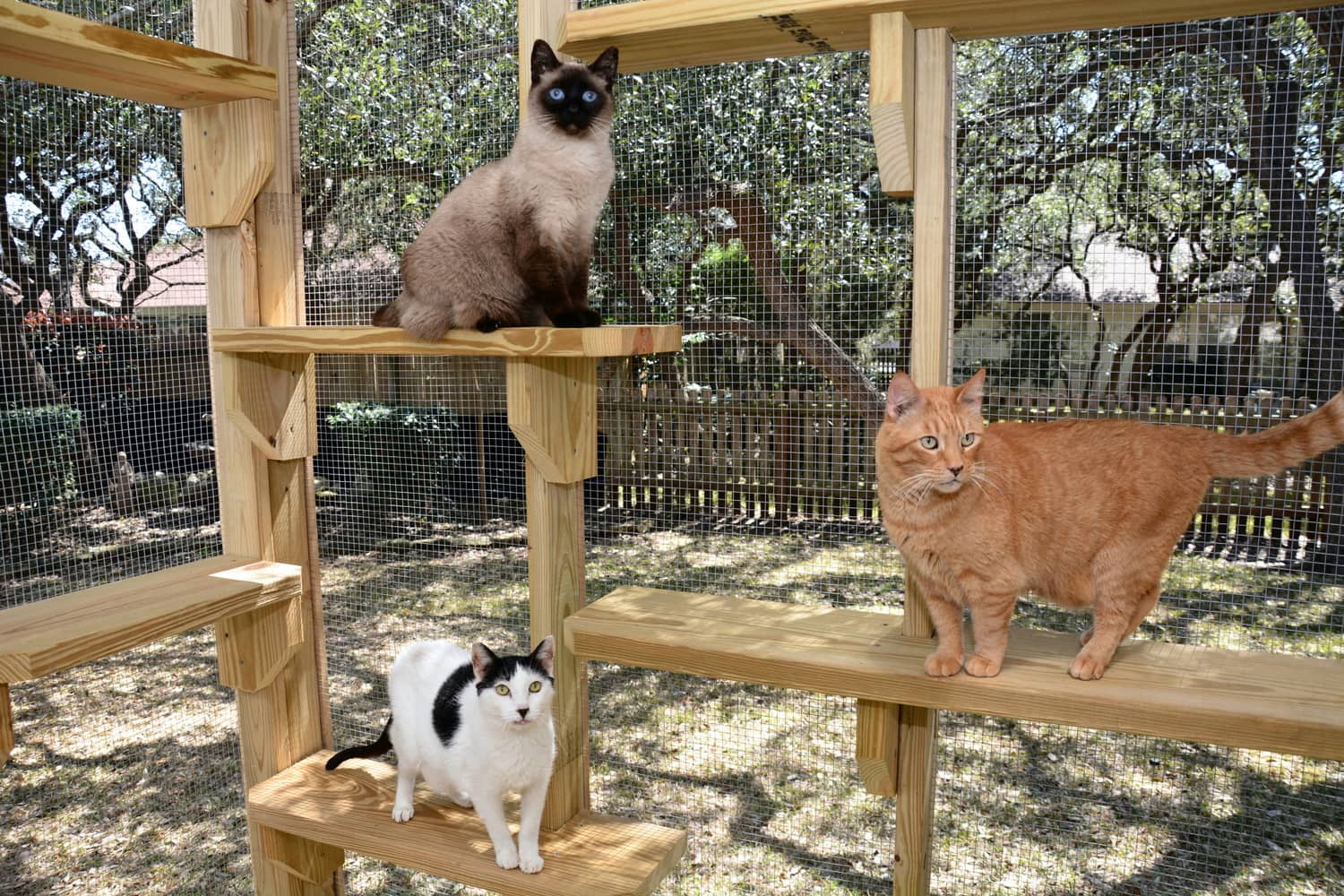 Safety Outdoors Cat Enclosures Cages Purrfect Love