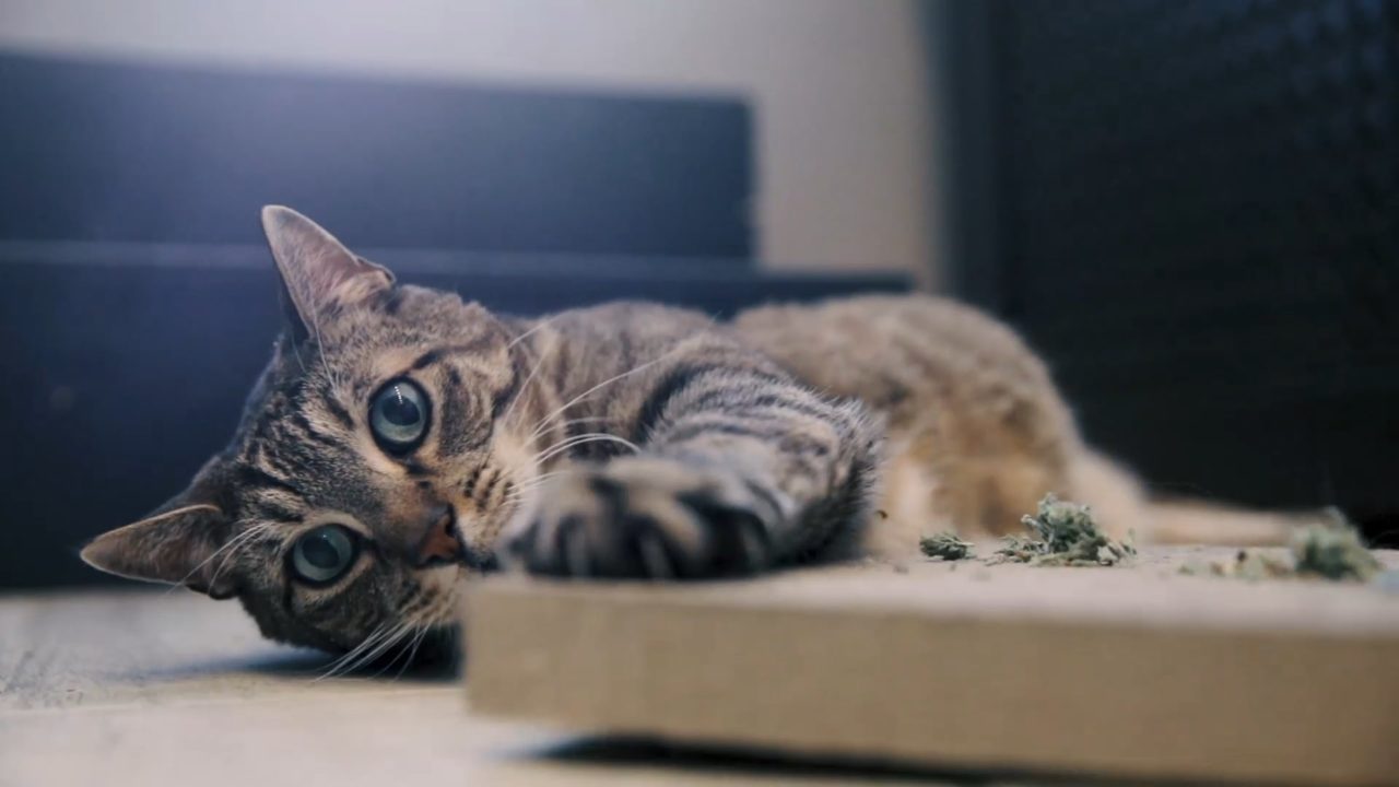 Are There Different Types Of Catnip