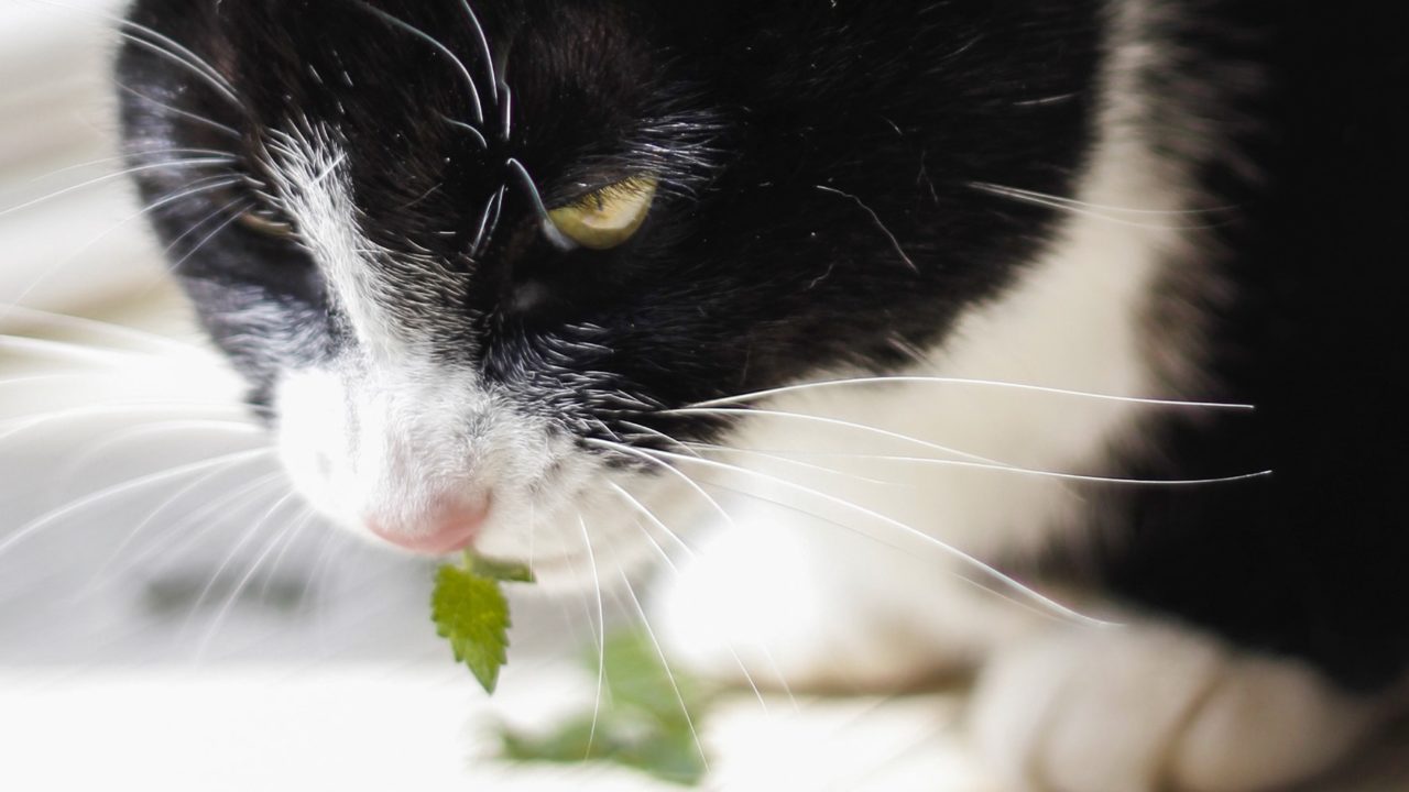 catnip-types-options-for-your-cat-purrfect-love