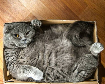 Fat cat in box