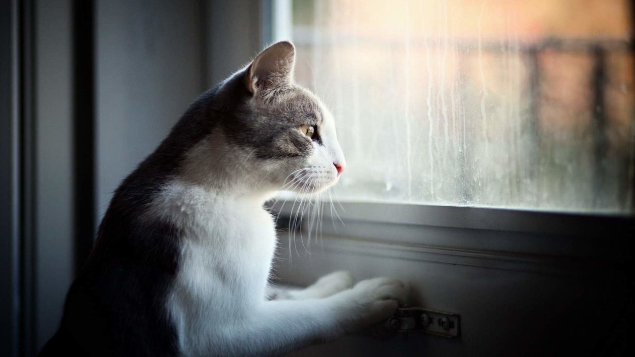 Cats With Separation Anxiety Purrfect Love