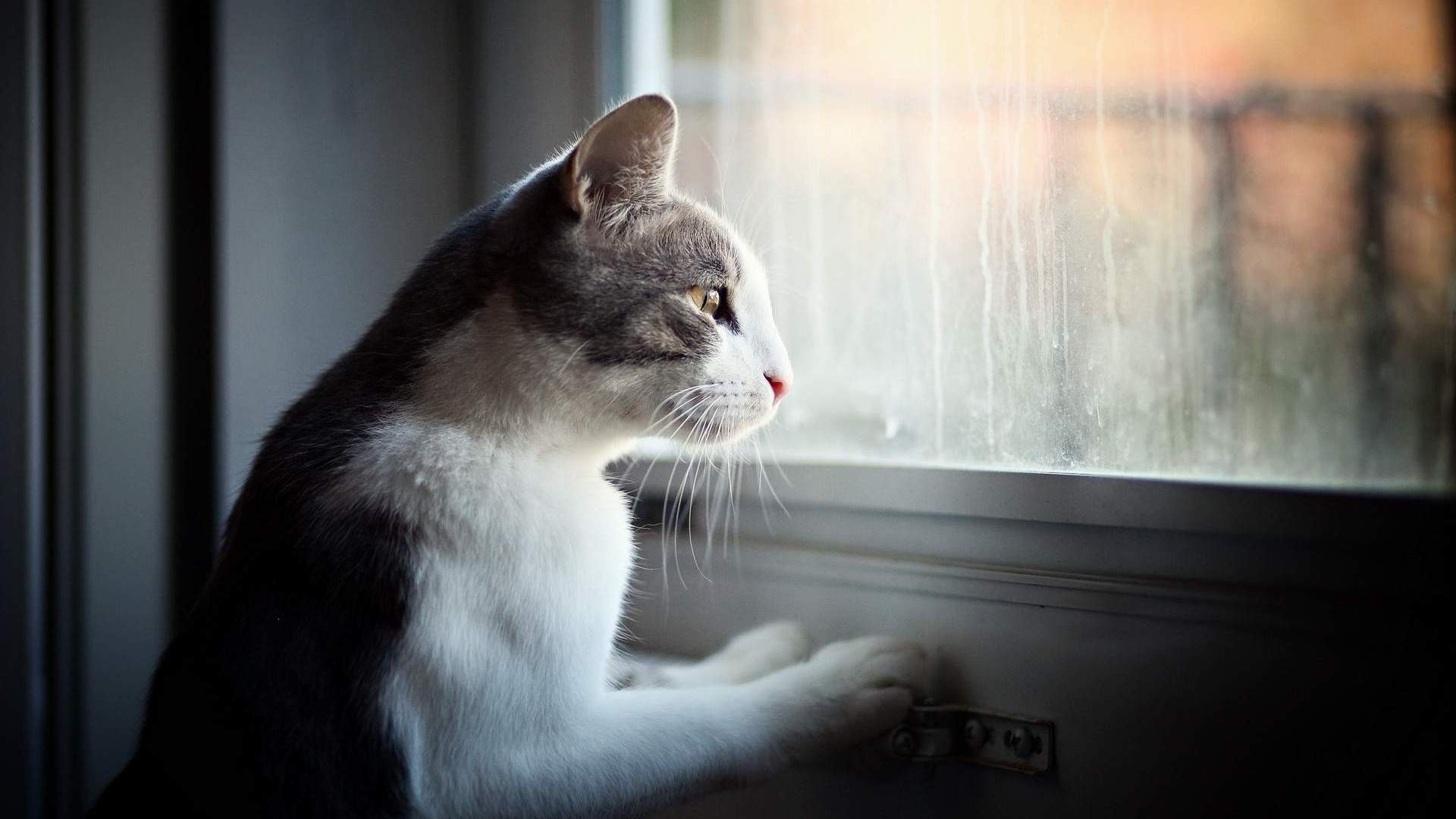 Cats With Separation Anxiety - Purrfect Love