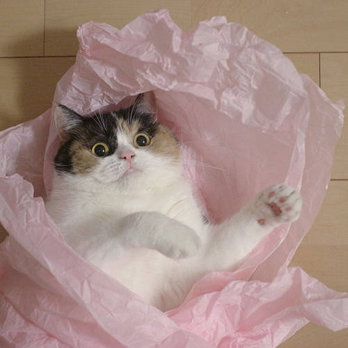 Cat tissue paper toy