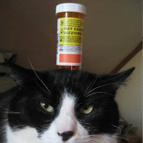 Cat toy empty pill bottle