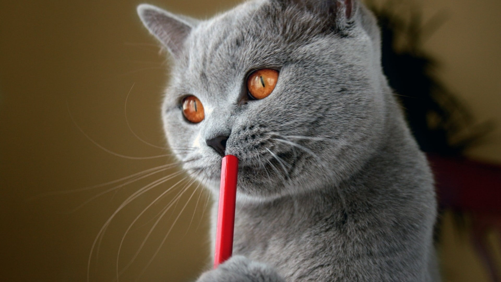 Cat with straw