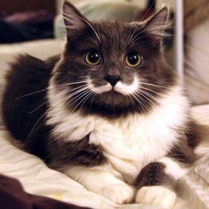 Hamilton the Hipster Cat