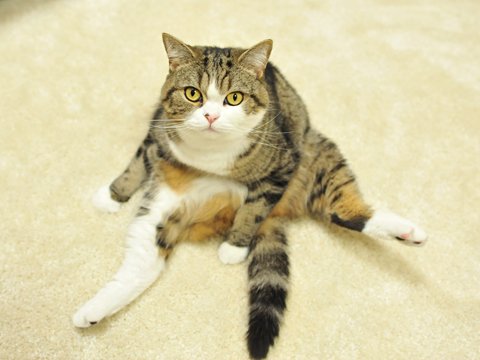 Maru - If he fits, he sits!