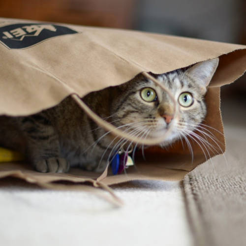 Paper bag cat toy