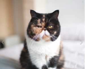 Pudge the Grumpy Cat