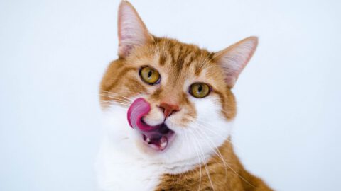 Why Do Cats Lick and Chew Plastic?