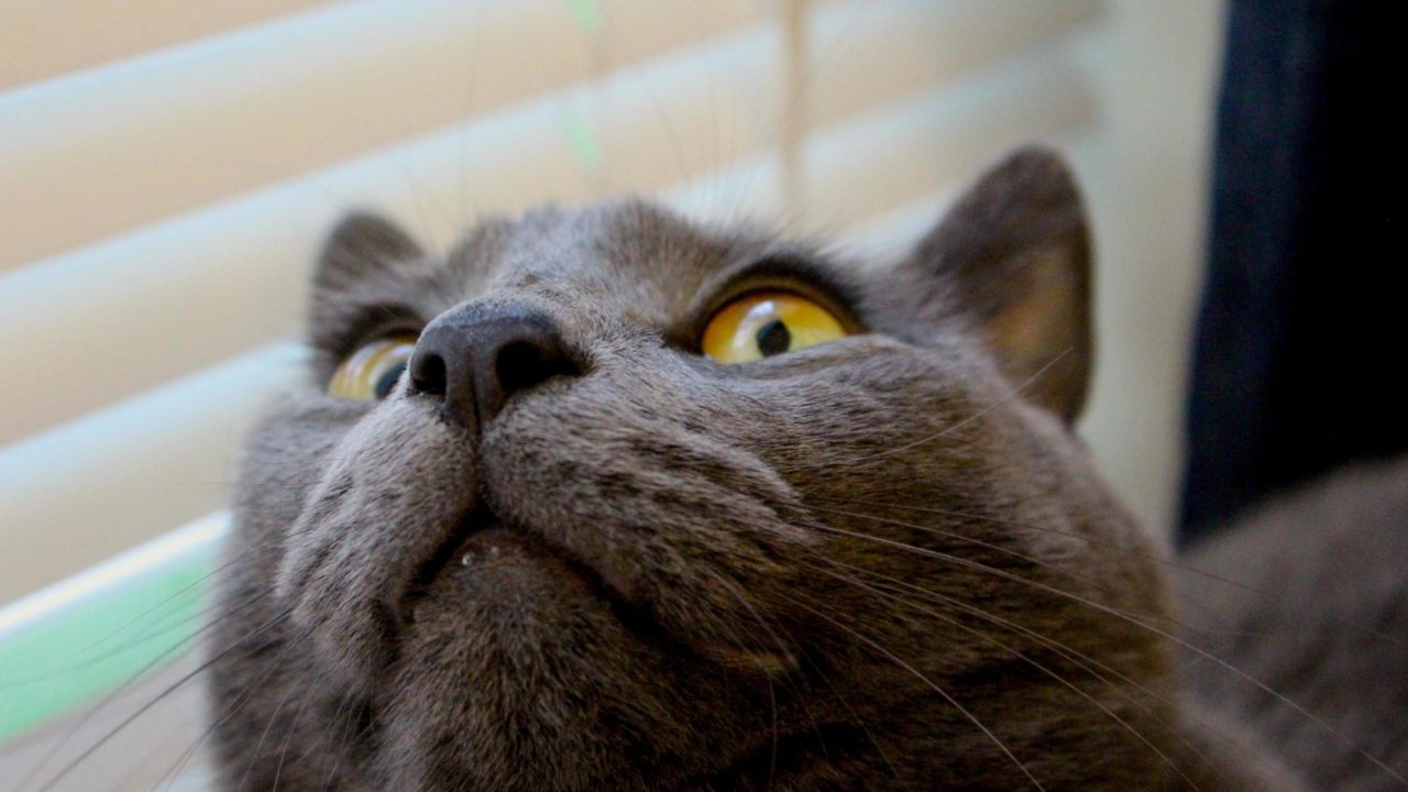 Cat selfie