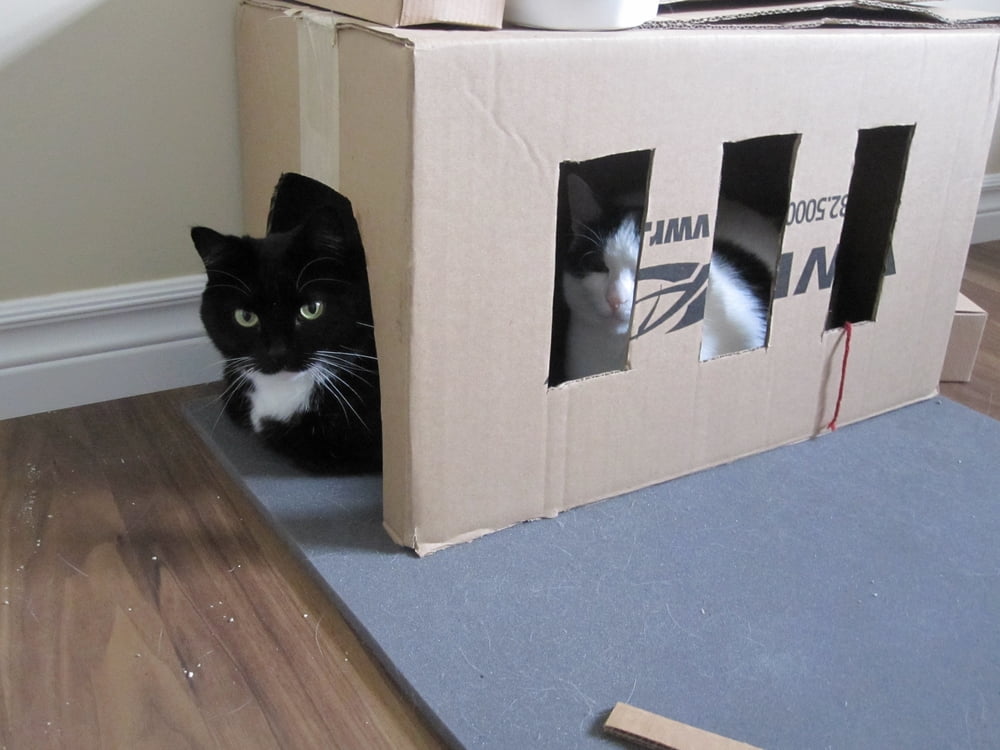 Cardboard cat garage