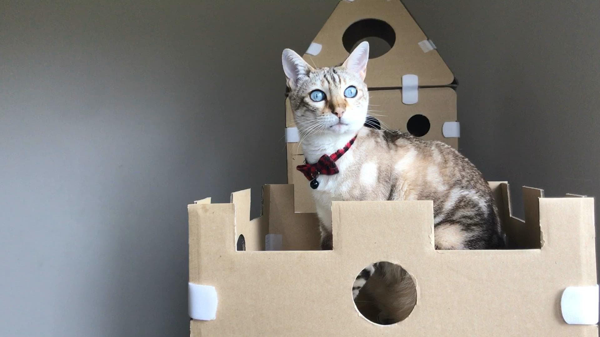 Diy cardboard outlet litter box