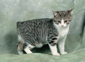 What Is Manx Syndrome? - Purrfect Love